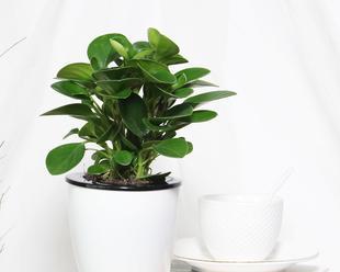 碧玉绿植怎么养（碧玉的正确养护技巧）