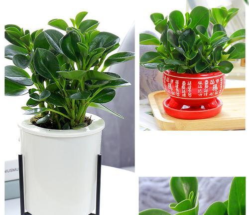 碧玉绿植怎么养（碧玉的正确养护技巧）