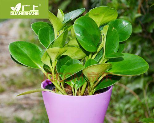 碧玉绿植怎么养（碧玉的正确养护技巧）