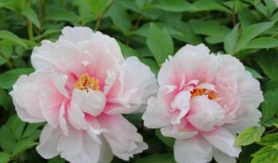 牡丹花花期有多久（牡丹花种植方法和时间）