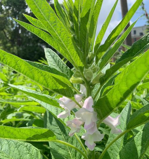 芝麻最晚什么时候种（芝麻种植时间和方法）