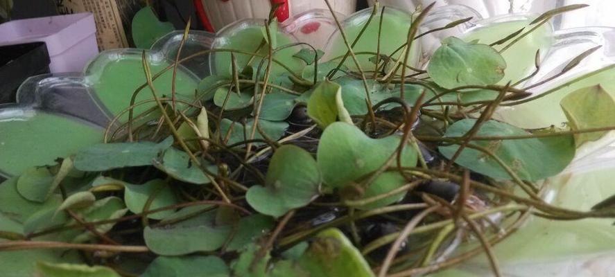 碗莲发芽后怎么养详细介绍（有关碗莲种植方法水培）