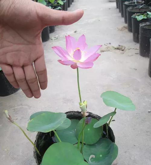 碗莲发芽后怎么养详细介绍（有关碗莲种植方法水培）