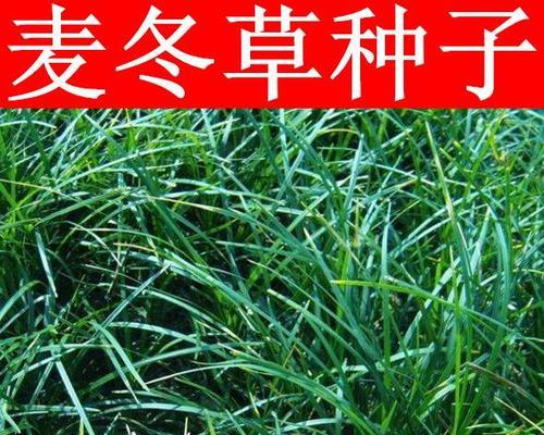 玉龙草如何栽植（玉龙草种植方法介绍）