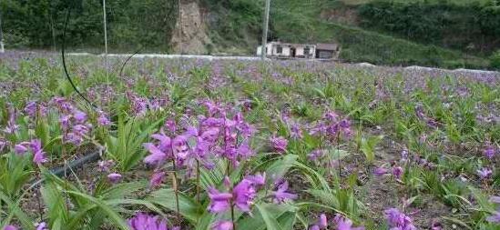 白兰花的种子怎么种植（白兰花的养护与管理）