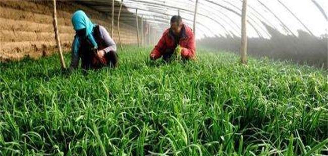 大棚韭菜用什么肥（韭菜种植技术要点）