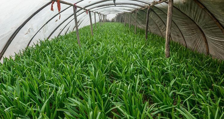 大棚韭菜用什么肥（韭菜种植技术要点）