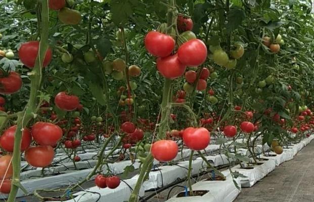 无土番茄是怎么种植的（无土番茄栽培技术）