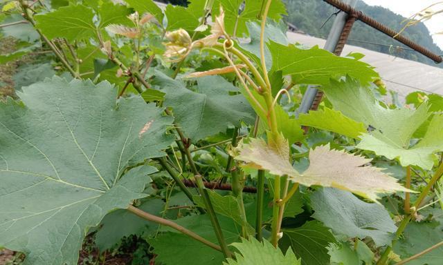 怎样种植葡萄树（葡萄树的种植技术与管理）