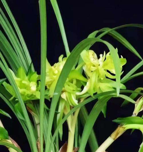 兰花分几大品种