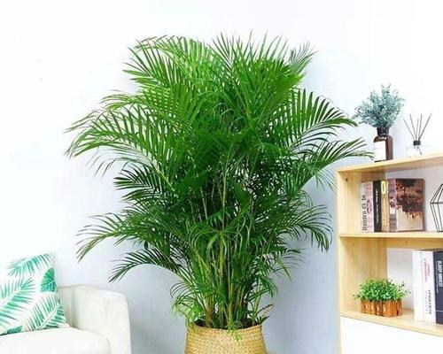 入户门口摆放什么植物好（盘点六种适合入户门口摆放的植物）