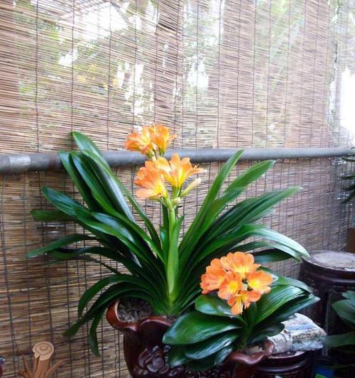 入户门口摆放什么植物好（盘点六种适合入户门口摆放的植物）