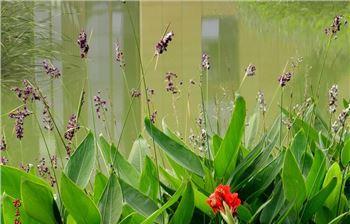 水生花怎么养（盘点适合水培的植物）