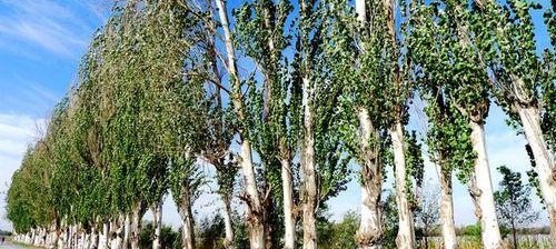 白杨树怎么种成活高（关于白杨树种植技术）