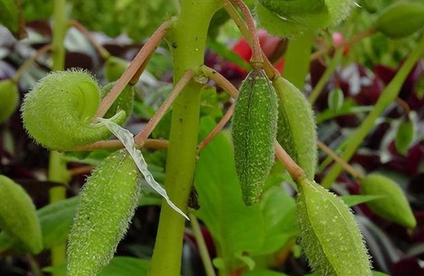 凤仙花怎么种（有关凤仙花的养护知识）