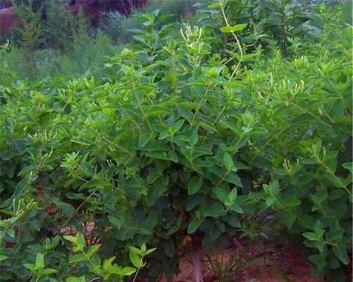 金银花苗怎么种植（金银花种植方法步骤）