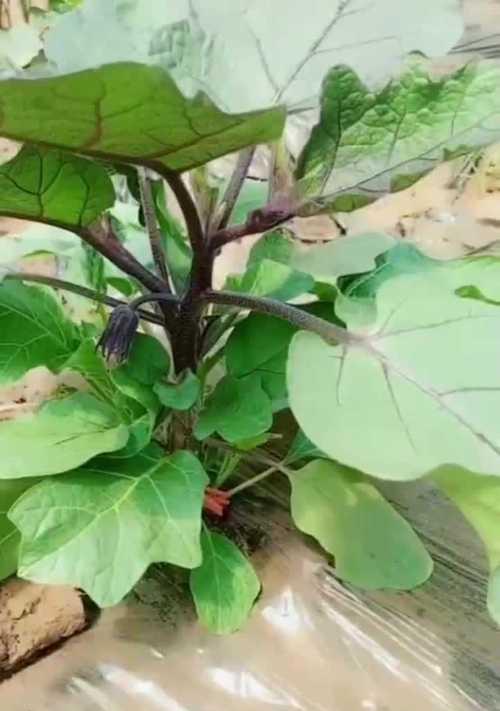 茄子如何整枝打叉（茄子整枝打叉技术图解）