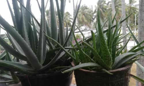 芦荟怎么种植（芦荟的种植方法与技巧）