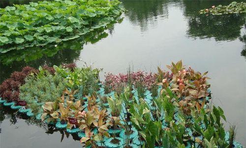 水生植物种植方法是什么（简单易学的水生植物品种）