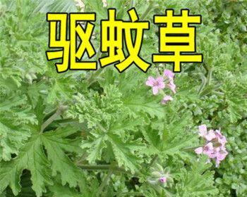 天竺葵种子什么时候播种（天竺葵的种植方法和时间）