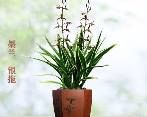 墨兰花怎么养才能开花（详解墨兰催花技巧）