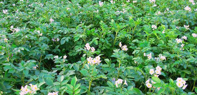 土豆怎么种植技术（土豆高产栽培管理技术）