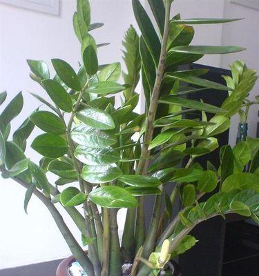 刚种的金钱树怎么养才茂盛（家养金钱树的方法）
