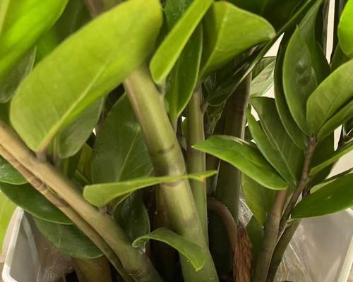刚种的金钱树怎么养才茂盛（家养金钱树的方法）