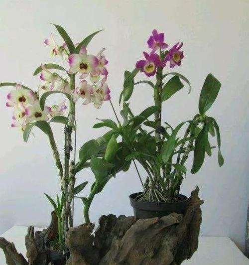 石斛兰适合家里养吗（家养石斛兰最简单技巧）