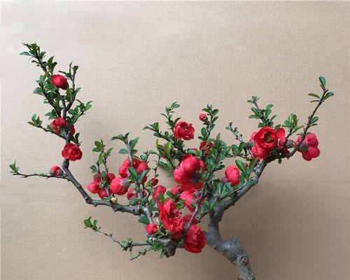 盆栽海棠花好养吗（养海棠花的小窍门）