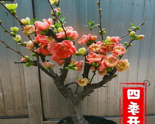 盆栽海棠花好养吗（养海棠花的小窍门）