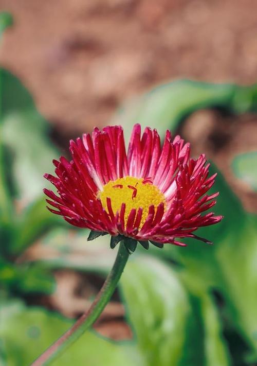 哪些花在春天开（春天代表性的花）