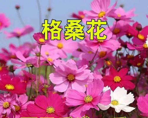 波斯菊种子发芽后怎么养护（波斯菊种子的种植技巧）