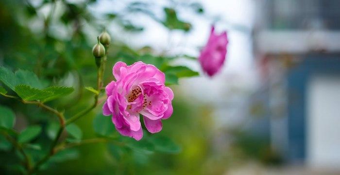 蔷薇花开到几月份（蔷薇花观赏时间）