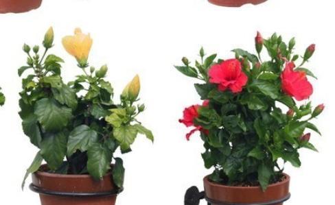 家养植物怎么施肥（家养植物的正确施肥方法）