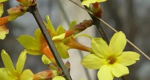 迎春花什么季节开（有关迎春花花期简介）