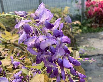 紫藤花种子如何播种（紫藤栽培技术要点）
