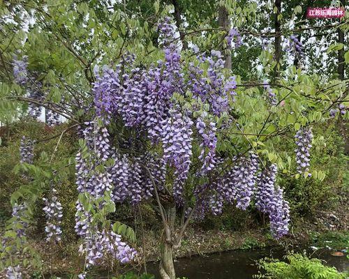 紫藤花种子如何播种（紫藤栽培技术要点）