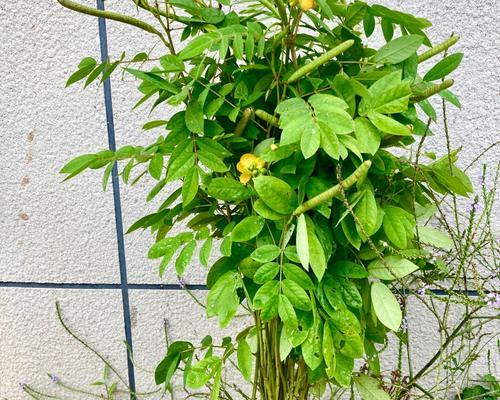 凤仙花怎么播种种子（凤仙花种植方法步骤）