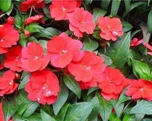 凤仙花怎么播种种子（凤仙花种植方法步骤）