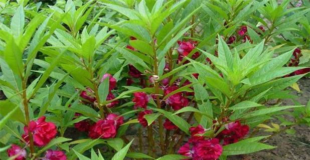 凤仙花怎么播种种子（凤仙花种植方法步骤）