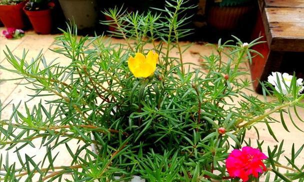太阳花什么季节种植（太阳花种子的种植方法和时间）