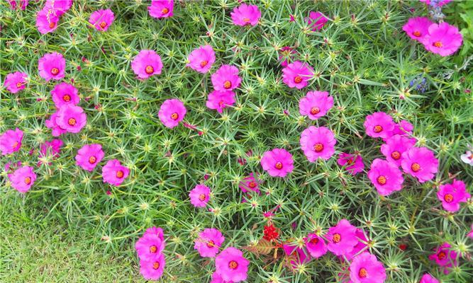 太阳花什么季节种植（太阳花种子的种植方法和时间）