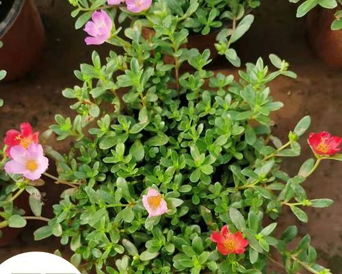 太阳花什么季节种植（太阳花种子的种植方法和时间）
