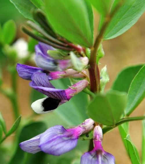 白芸豆怎样种植收成好呢（白芸豆种植技术与管理）