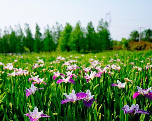 宿根花卉的繁殖方法（有关宿根花卉的栽培管理）