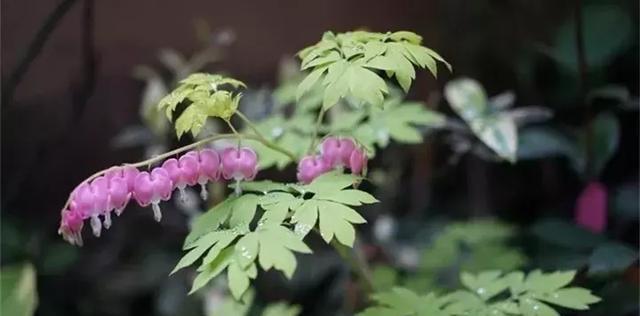 宿根花卉的繁殖方法（有关宿根花卉的栽培管理）