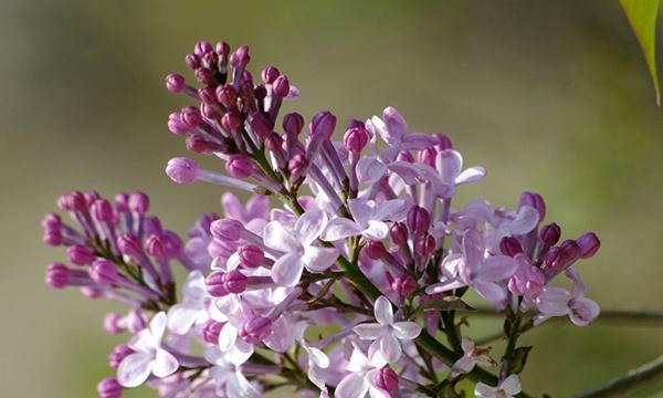 丁香花的特点是什么（关于丁香花的简单介绍）