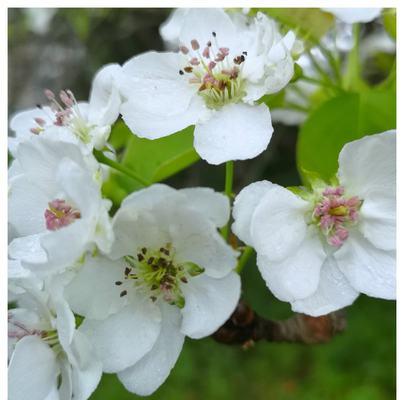 梨花什么季节开放（观赏梨花花期简介）