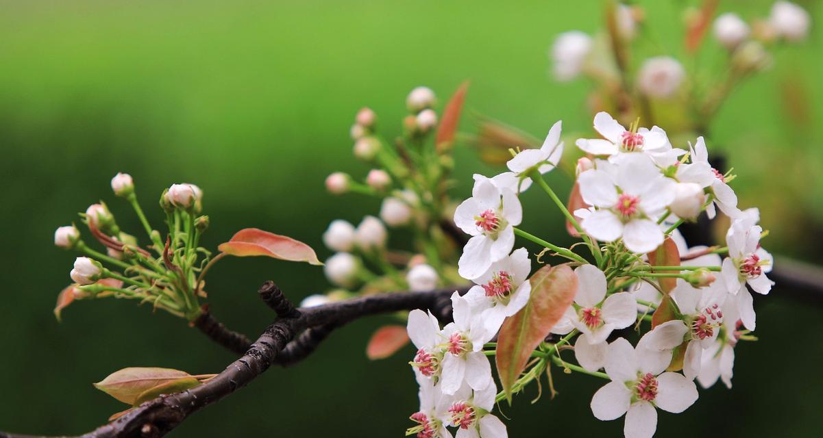 梨花什么季节开放（观赏梨花花期简介）